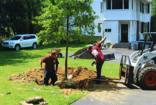 Brendan Gibbons Company also has the environment in mind | Image of tree