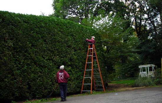Shrubbery and hedge pruning