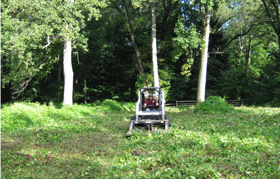 Invasive plant removal